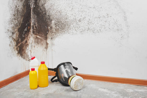 Best Mold Cleaning Services  in Point Roberts, WA