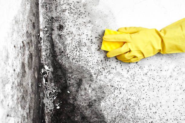 Best Commercial Mold Removal  in Point Roberts, WA