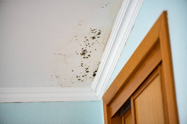 Best Emergency Mold Removal  in Point Roberts, WA