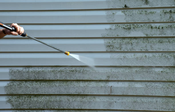 Best Toxic Mold Removal  in Point Roberts, WA