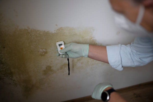 Certified Mold Removal in Point Roberts, WA