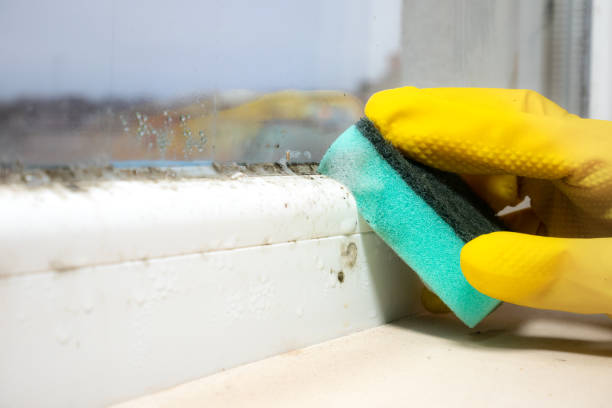 Best Mold Removal Company Near Me  in Point Roberts, WA