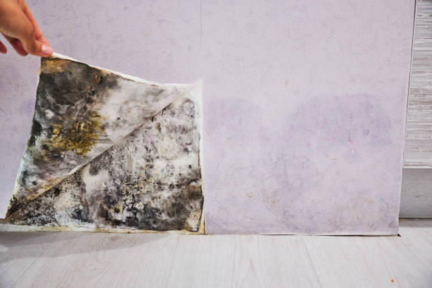 Point Roberts, WA Mold Removal Company